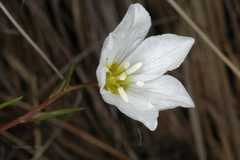 Lloydia serotina